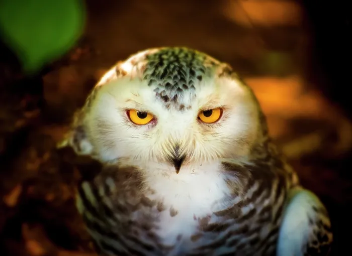 Framed Print : snowy owl eyes looking at camera close up. Bubo scandiacus Framed Print : snowy owl eyes looking at camera close up. Bubo scandiacus