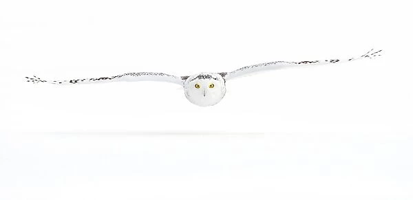 Snowy Owl Gliding