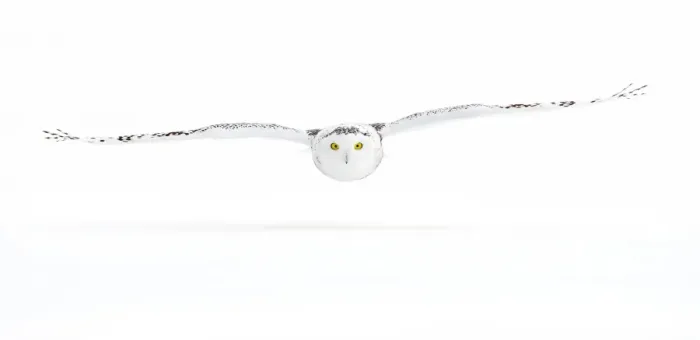 Framed Print : Snowy Owl Gliding Framed Print : Snowy Owl Gliding