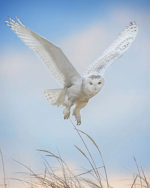 Snowy Owl Hovering in Air Against Blue Sky at Jones Beach, Long Island