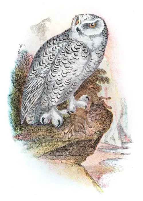 Framed Print : Snowy owl illustration 1896 Framed Print : Snowy owl illustration 1896