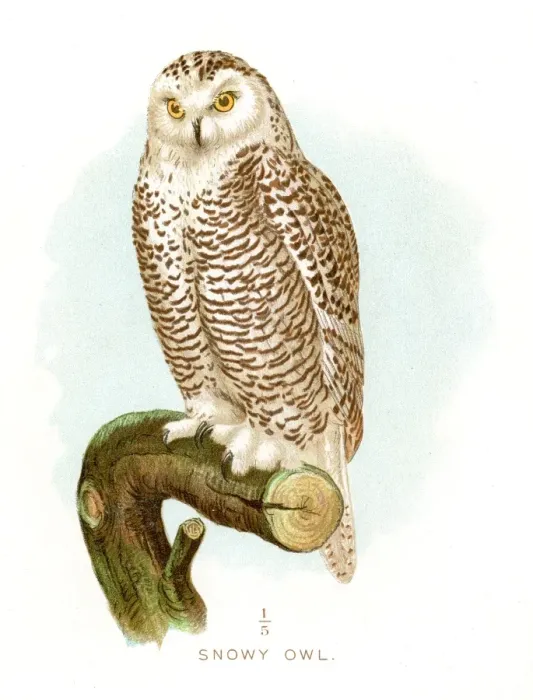 Framed Print : Snowy owl lithograph 1897