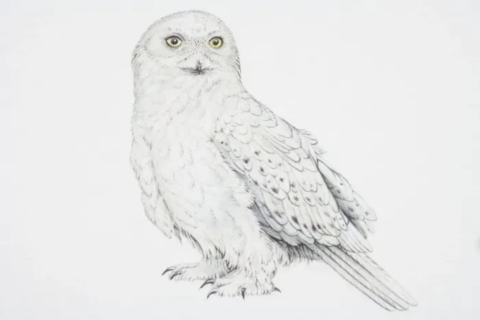 Framed Print : Snowy Owl (Nyctea scandiaca) Framed Print : Snowy Owl (Nyctea scandiaca)