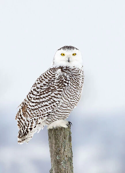 Snowy Owl on post
