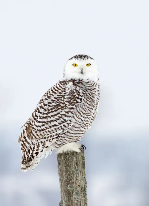 Framed Print : Snowy Owl on post Framed Print : Snowy Owl on post