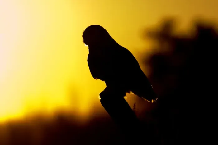Framed Print : Snowy Owl Silhouette Framed Print : Snowy Owl Silhouette