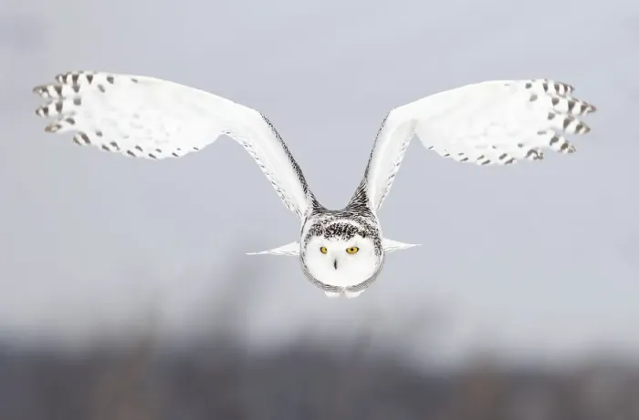 Framed Print : snowy-owl, white owl, outdoor, cold, snowy, feathers, nobody, ontario, light, female Framed Print : snowy-owl, white owl, outdoor, cold, snowy, feathers, nobody, ontario, light, female
