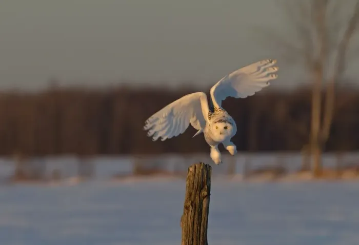 Framed Print : Snowy Owl in winter