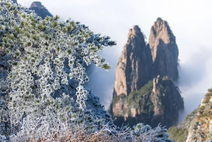 Framed Print : Snowy pine trees on Huangshan mountain Framed Print : Snowy pine trees on Huangshan mountain