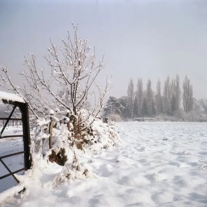 Framed Print : Snowy Scene Framed Print : Snowy Scene