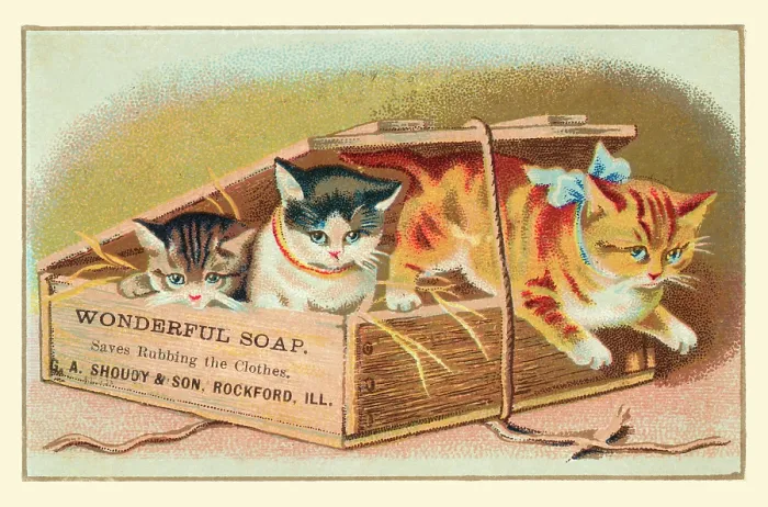 Framed Print : Soap Box Cats II Framed Print : Soap Box Cats II