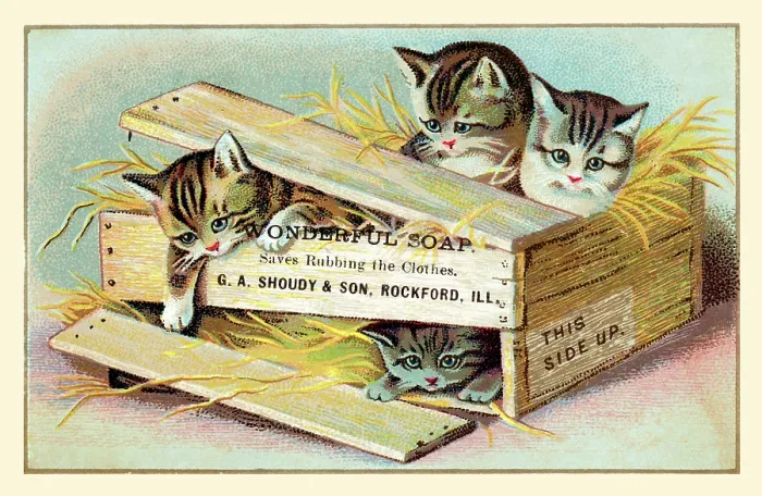 Framed Print : Soap Box Cats III Framed Print : Soap Box Cats III