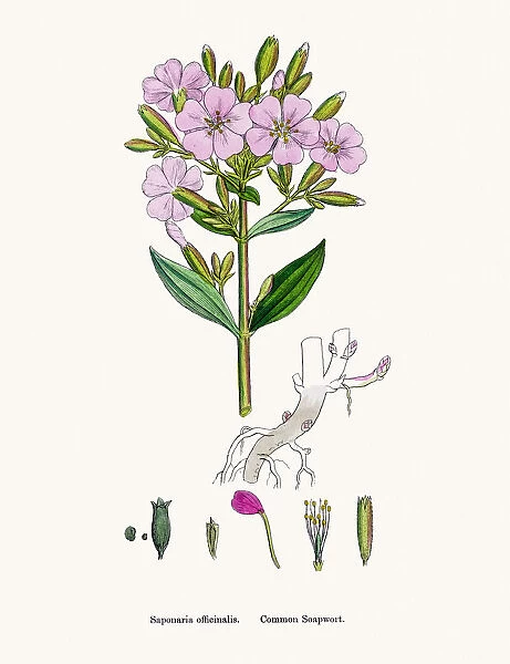 Soapwort medicinal plant containing saponin