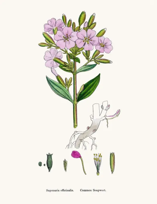 Framed Print : Soapwort medicinal plant containing saponin Framed Print : Soapwort medicinal plant containing saponin