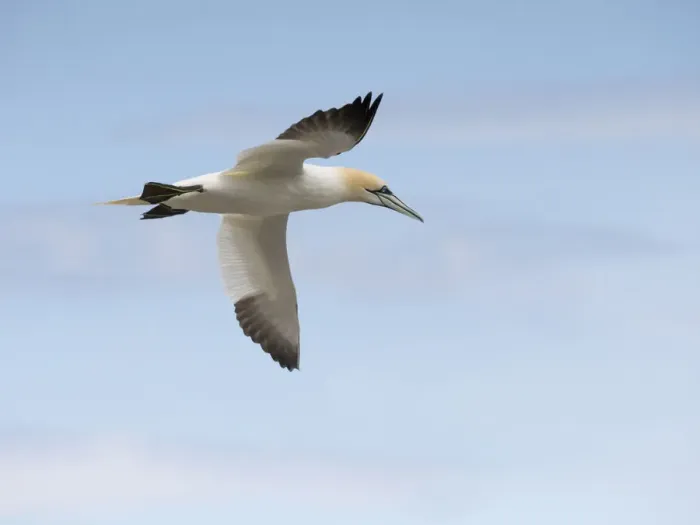 Framed Print : Soaring gannet Framed Print : Soaring gannet