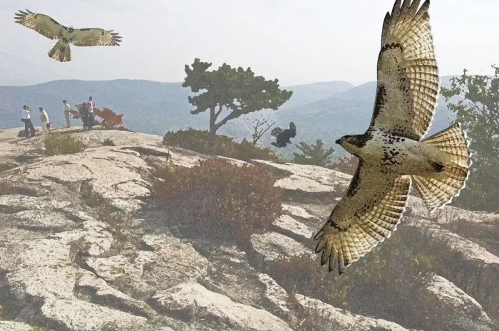 Framed Print : Soaring red-tailed hawks at summit