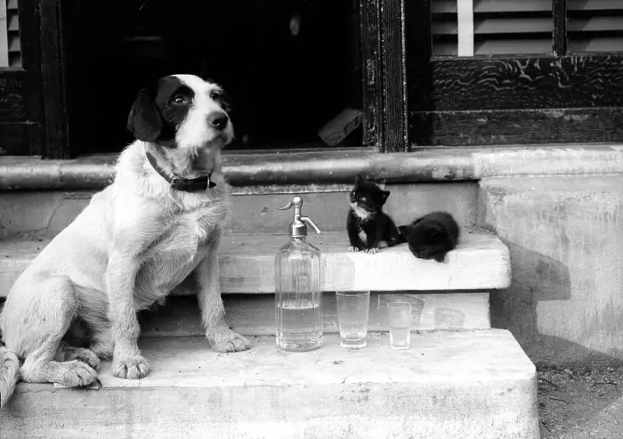 Framed Print : Soda Siphon Animals Framed Print : Soda Siphon Animals