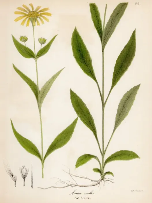 Framed Print : Soft arnica botanical engraving 1843 Framed Print : Soft arnica botanical engraving 1843