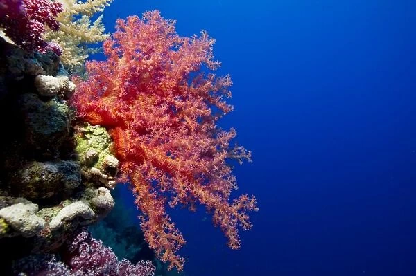 Soft Coral -Alcyonacea-, Red Sea, Egypt