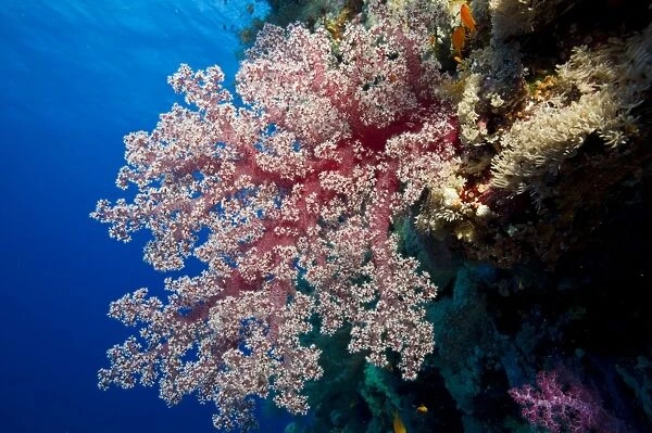 Soft Coral -Alcyonacea-, Red Sea, Egypt