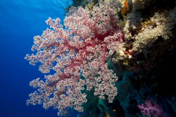 Framed Print : Soft Coral -Alcyonacea-, Red Sea, Egypt Framed Print : Soft Coral -Alcyonacea-, Red Sea, Egypt