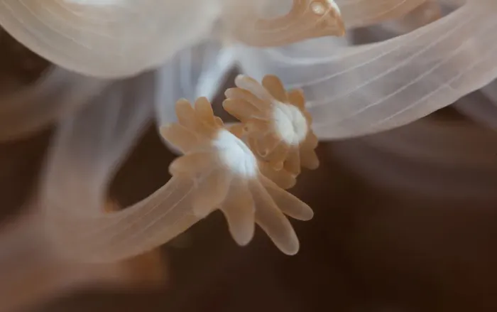 Framed Print : Palms. Soft coral tentacles. Underwater close-up