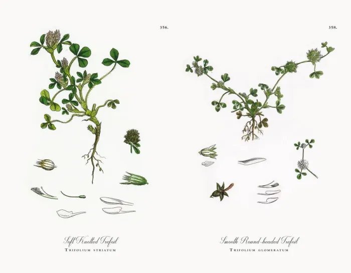Framed Print : Soft Knotted Trefoil, Trifolium striatum, Victorian Botanical Illustration, 1863