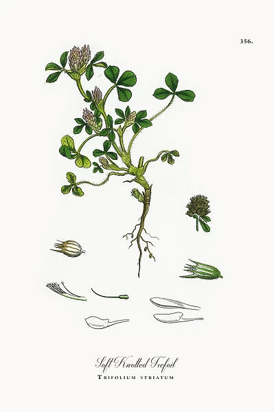 Soft Knotted Trefoil, Trifolium striatum, Victorian Botanical Illustration, 1863