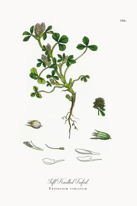 Framed Print : Soft Knotted Trefoil, Trifolium striatum, Victorian Botanical Illustration, 1863 Framed Print : Soft Knotted Trefoil, Trifolium striatum, Victorian Botanical Illustration, 1863