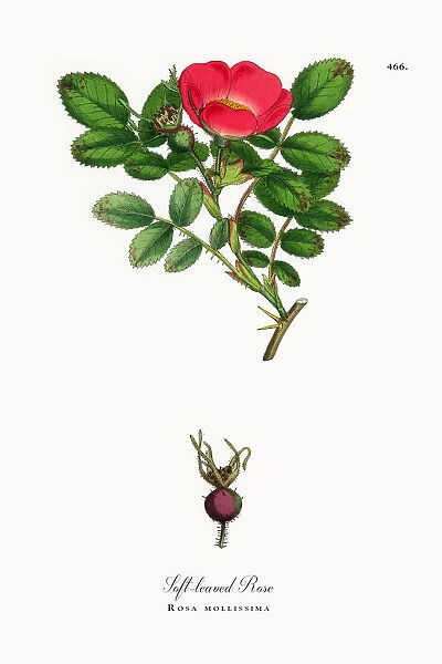Soft-leaved Rose, Rosa mollissima, Victorian Botanical Illustration, 1863
