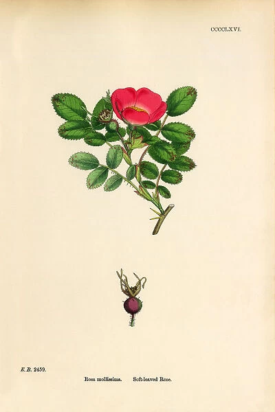 Soft-leaved Rose, Rosa mollissima, Victorian Botanical Illustration, 1863