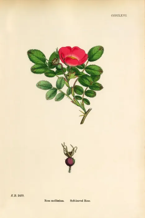 Framed Print : Soft-leaved Rose, Rosa mollissima, Victorian Botanical Illustration, 1863 Framed Print : Soft-leaved Rose, Rosa mollissima, Victorian Botanical Illustration, 1863
