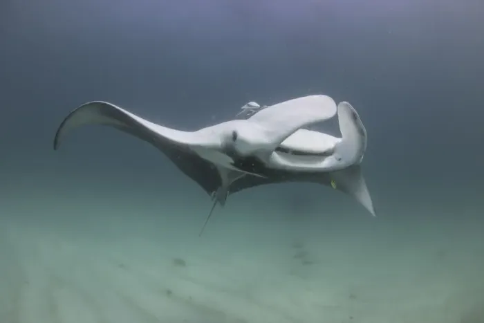 Framed Print : soft manta 3