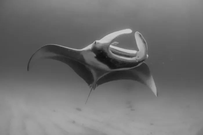 Framed Print : soft manta white Framed Print : soft manta white