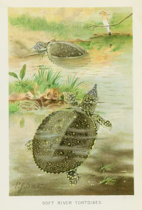 Framed Print : Soft river tortoise chromolithograph 1896 Framed Print : Soft river tortoise chromolithograph 1896