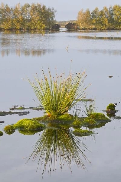 Soft Rush (Juncus effusus), Bourtanger Moor-Bargerveen International Nature Park, Netherlands, Europe
