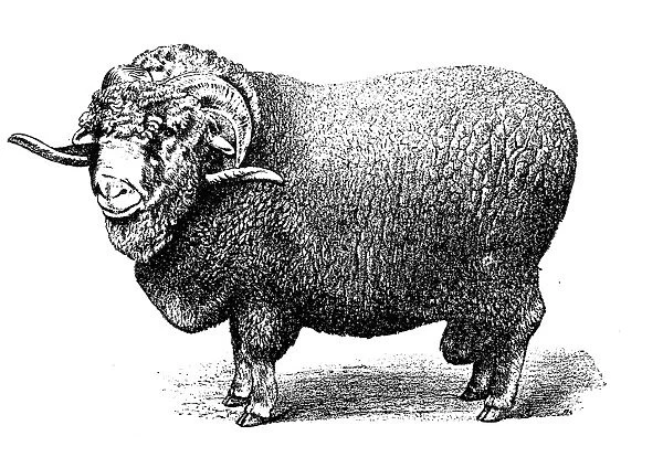 Soissonais sheep