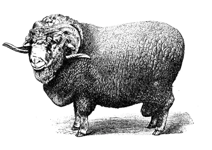 Framed Print : Soissonais sheep Framed Print : Soissonais sheep