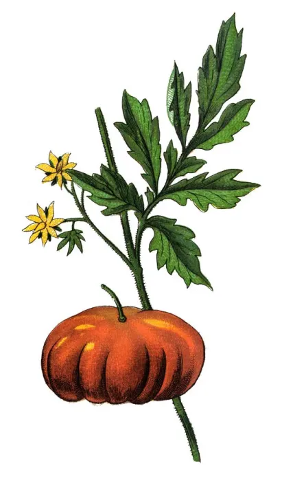 Framed Print : Solanum lycopersicum (Tomato) (Lycopersicon esculentum)