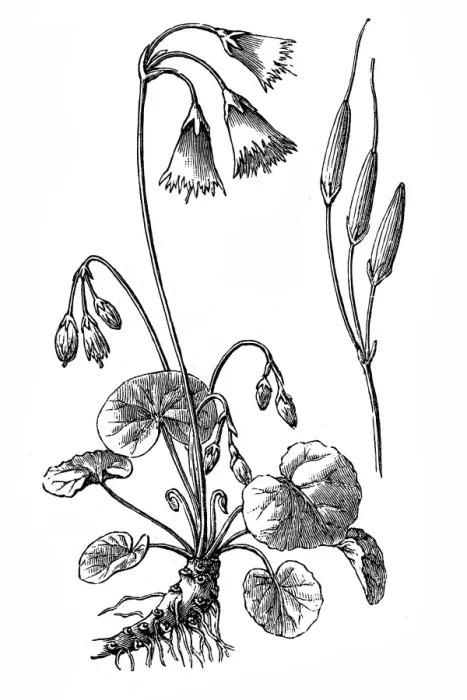 Framed Print : Soldanella alpina Framed Print : Soldanella alpina