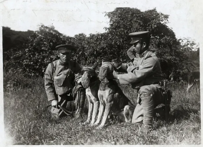 Framed Print : Soldier Attaching Muzzle To Dog Framed Print : Soldier Attaching Muzzle To Dog