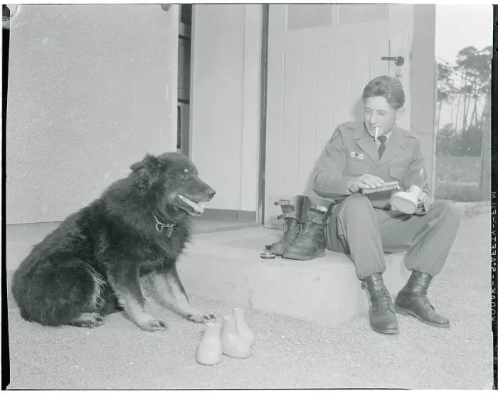 Framed Print : Soldier Polishing His Dog's Shoes Framed Print : Soldier Polishing His Dog's Shoes