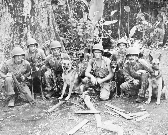 Framed Print : Soldiers and Dogs Posing Framed Print : Soldiers and Dogs Posing