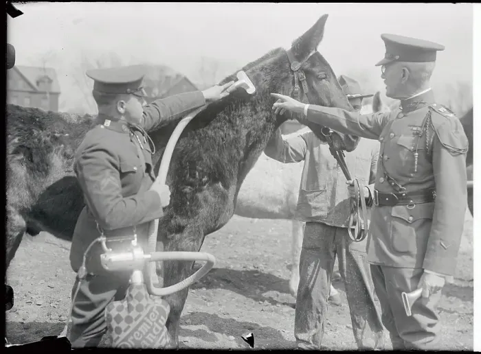 Framed Print : Soldiers Vacuuming Mule