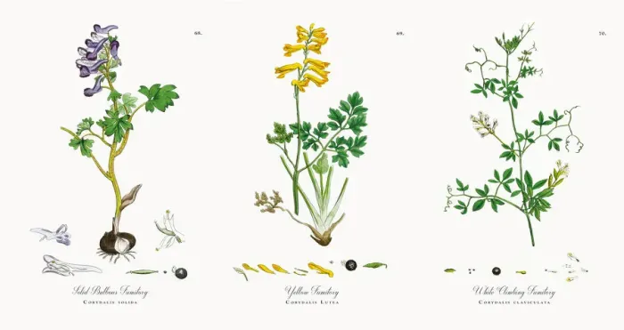 Framed Print : Solid Bulbous Fumitory, Corydalis solida, Victorian Botanical Illustration, 1863 Framed Print : Solid Bulbous Fumitory, Corydalis solida, Victorian Botanical Illustration, 1863
