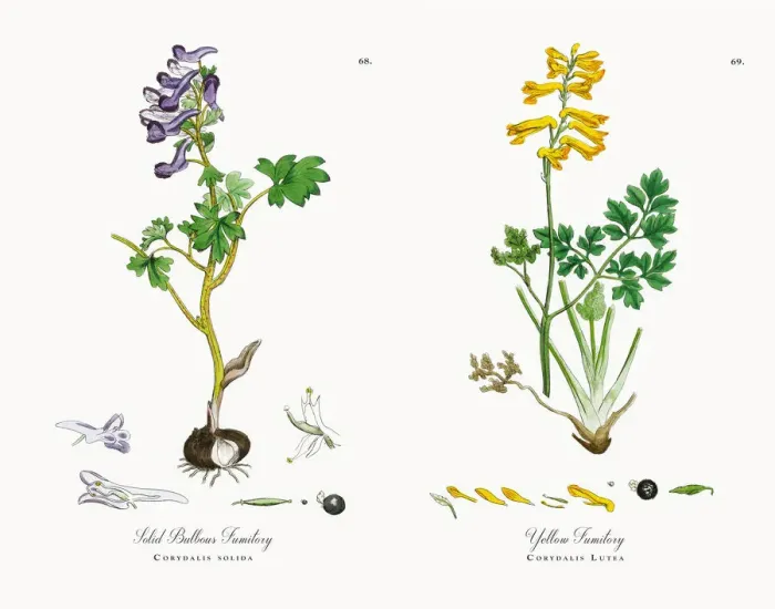 Framed Print : Solid Bulbous Fumitory, Corydalis solida, Victorian Botanical Illustration, 1863 Framed Print : Solid Bulbous Fumitory, Corydalis solida, Victorian Botanical Illustration, 1863