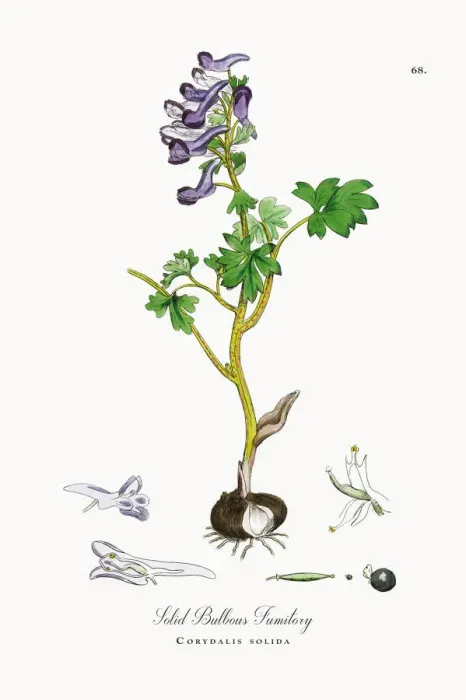Framed Print : Solid Bulbous Fumitory, Corydalis solida, Victorian Botanical Illustration, 1863 Framed Print : Solid Bulbous Fumitory, Corydalis solida, Victorian Botanical Illustration, 1863