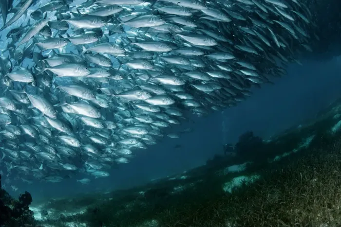 Framed Print : Solid wall of fish Framed Print : Solid wall of fish