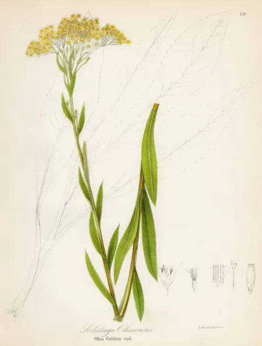 Framed Print : Solidago botanical engraving 1843 Framed Print : Solidago botanical engraving 1843
