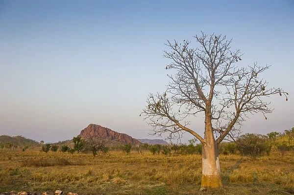 Solitary Baobab Tree -Adansonia sp. -, Kimberley, Western Australia